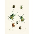 thumbnail image 2 of John Obadiah Westwood 18x24 Black Ornate Framed Double Matted Museum Art Print Titled: The Cabinet of Oriental Entomology Pl XVIII (1848), 2 of 5