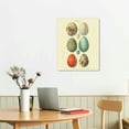 thumbnail image 3 of COMIO Vintage Egg &amp; Feather Prints Scientific Illustration Wall Art, 3 of 5