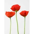 thumbnail image 2 of Frank, Assaf 12x14 White Modern Wood Framed Museum Art Print Titled - Three poppy flowers, 2 of 4