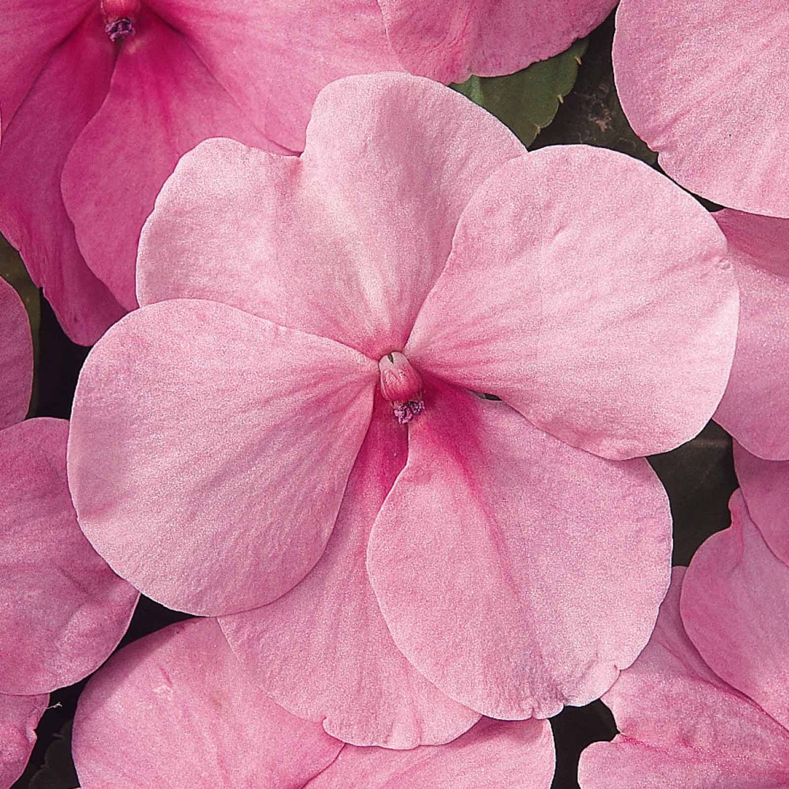 Impatiens Flower Garden Seeds F1 Dazzler Series Pink 500 Seeds