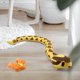 thumbnail image 4 of Juguete de serpiente RC Sunnimix para fiesta Halloween decoraciones de mesa, 4 of 7