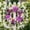Purple-Free Size/PP, variant on Artificial Floral Wreath 19.6In Spring Summer Door Wreath Full Lush Flowers Round Greenery Wreath for Front Door Wall Window Entryway Porch Home Wedding Seasonal Decoration Front Door Hanging Decor