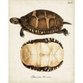 thumbnail image 3 of Unknown 15x18 Black Modern Framed Museum Art Print Titled - Antique Turtles and Shells IV, 3 of 5
