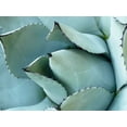 thumbnail image 2 of Alison Jerry 24x19 White Modern Wood Framed Museum Art Print Titled - Agave Detail I, 2 of 4