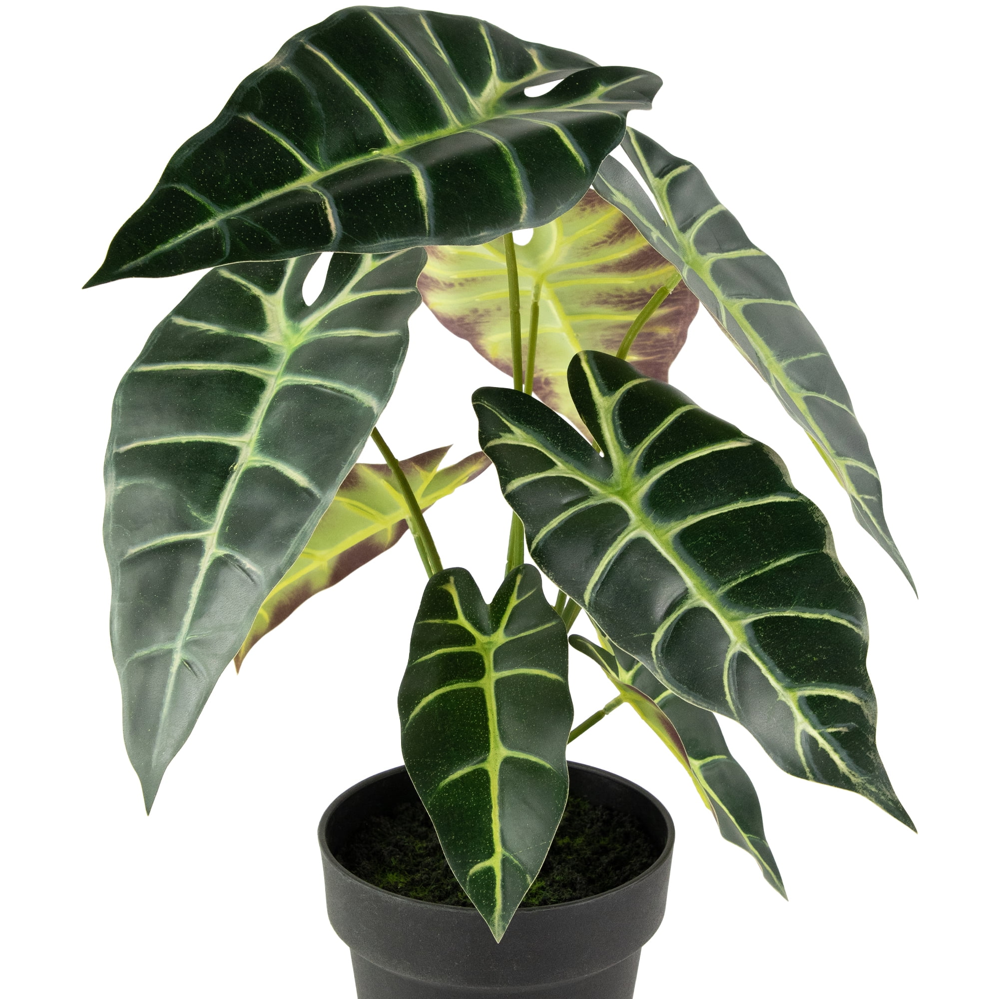 Northlight Real Touch™ Artificial Taro Plant in Black Pot 18"