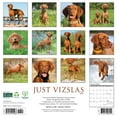 thumbnail image 2 of Vizslas 2025 Wall Calendar, 2 of 5