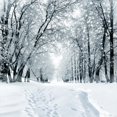 thumbnail image 1 of 10X10ft Winter Snow Tree Photography Backdrop Vinyl Photo Background Studio Prop 9207, 1 of 5