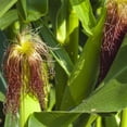 thumbnail image 5 of The Old Farmer's Almanac Heirloom Golden Bantam Sweet Corn Seeds - Premium Non-GMO, Open Pollinated, Vegetable Seeds - 20 Grams, 5 of 7