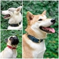thumbnail image 3 of Collar para perro Tuff Pupper Classic, resistente, 100% impermeable, 3 of 8