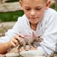 thumbnail image 2 of Figura de dinosaurio Schleich Triceratops Realistic Jurassic 4+, 2 of 6