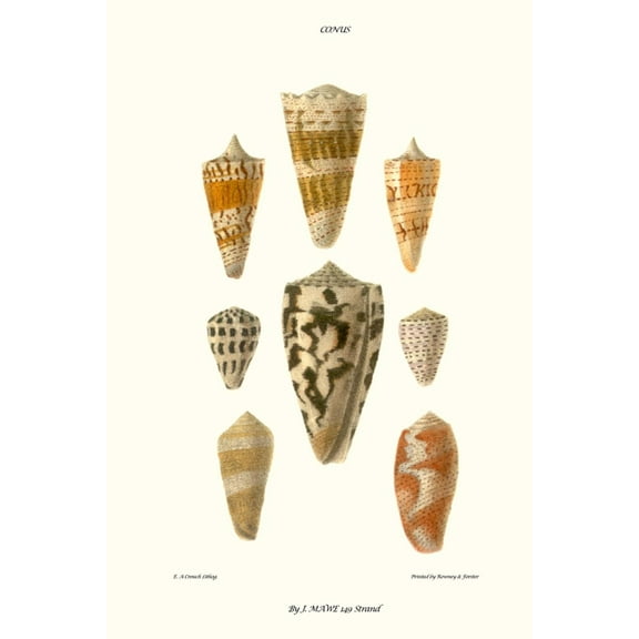 Art.com Cone Shells Art Print by John Mawe, 12" x 18"
