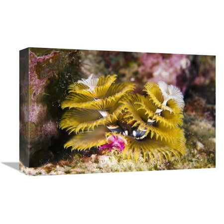 Christmas Netherlands Black Pete 12 x 18 in. Christmas Tree Worm Filter Feeding While Attached to Great Star Coral, Bonaire, Netherlands Antilles, Caribbean Art Print - Pete Oxford ()