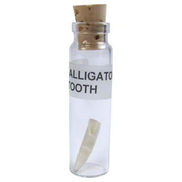 Real Alligator Tooth Bottle Cork Gator Teeth Taxidermy Keepsake Glass Jar Vial