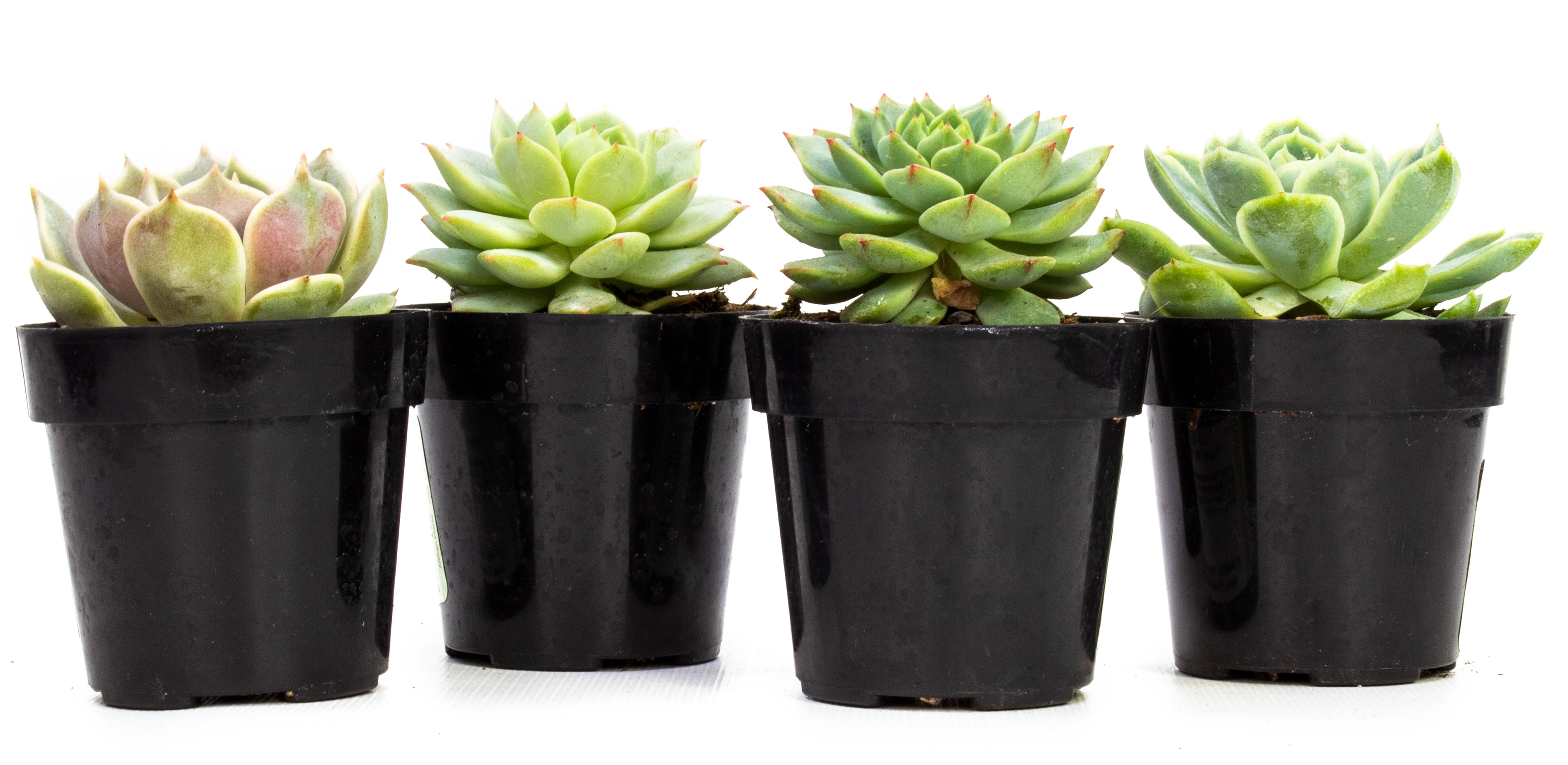 Altman Plants Live Succulent Plants 4-Pack, Echeveria Succulents Plants - Full Sun - 2.5-Inch Pots