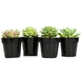 thumbnail image 4 of Altman Plants Live Succulent Plants 4-Pack, Echeveria Succulents Plants - Full Sun - 2.5-Inch Pots, 4 of 8
