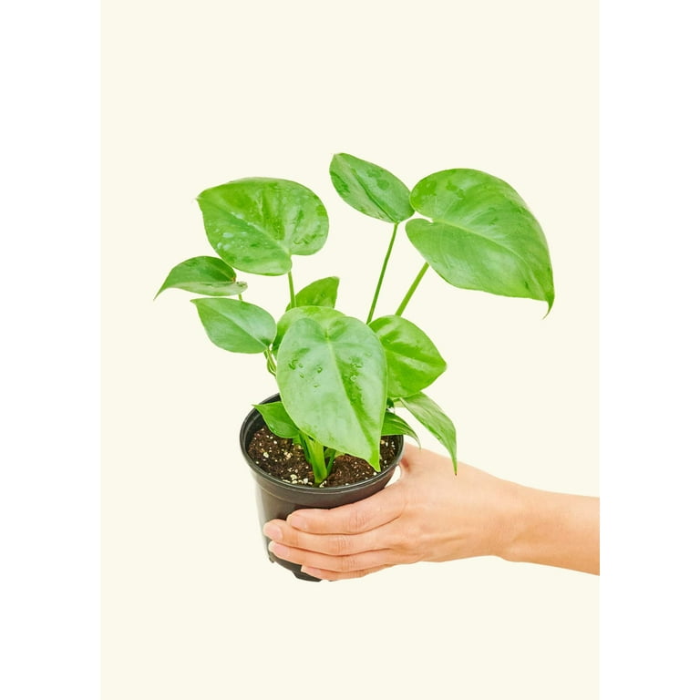 peace lily spathiphyllum plant Tranquil Moments Peace Lily Plant  white flower arrangement |  Strongsville, OH