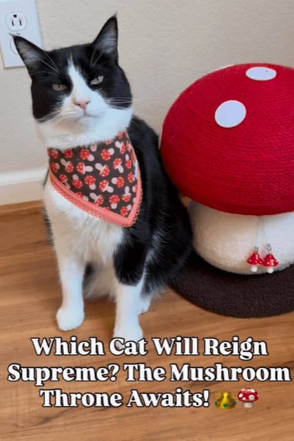 Red Mushroom Cat Tree Scracher Home Room Decor