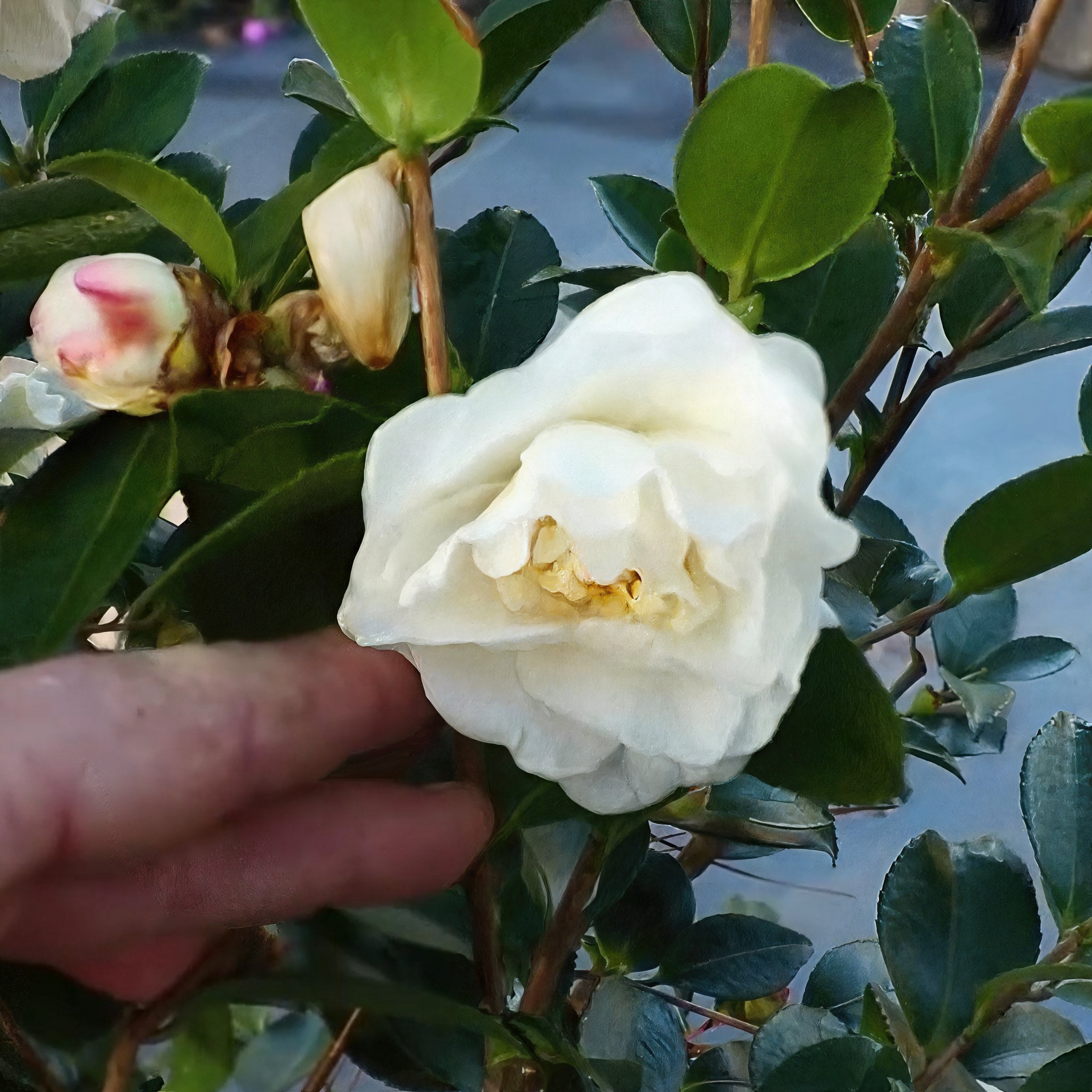 National Plant Network 1 gal. Camellia Sasanqua Winter's Snowman Shrub