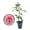 1 Plant, variant on Mrs BR Cant Rose Bush - 1 Live Starter Plant - Beautifully Fragrant Hybrid Tea Rose - A Versatile Beauty with Colorful Pink Blooms