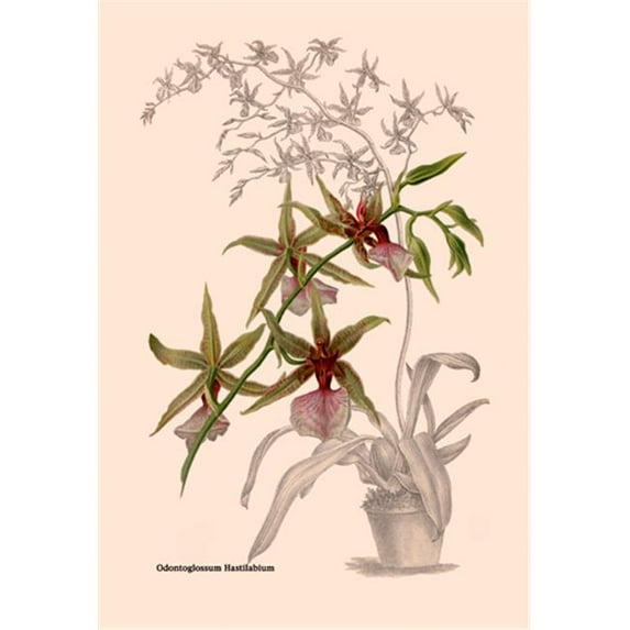 Buy Enlarge 0-587-07928-2P12x18 Orchid- Odontoglossum Hastilablum- Paper Size P12x18