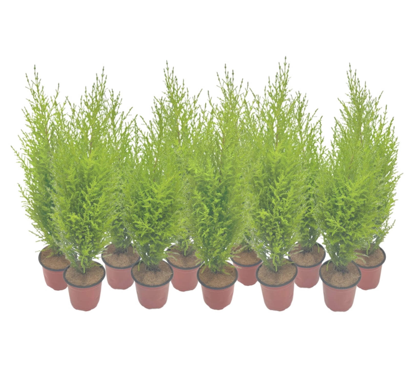 11-PK Live Dwarf Lemon Cypress, Cupressus macrocarpa ‘Goldcrest Wilma,’ Live Indoor Tree, Houseplant, Garden Plant, Fragrant Plant, 4.5-in Pot(s)