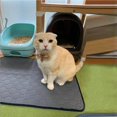 thumbnail image 4 of Tapis de Propreté pour Animaux Lavable Tapis d'Entraînement pour Chiot Super Absorbant, 4 of 8