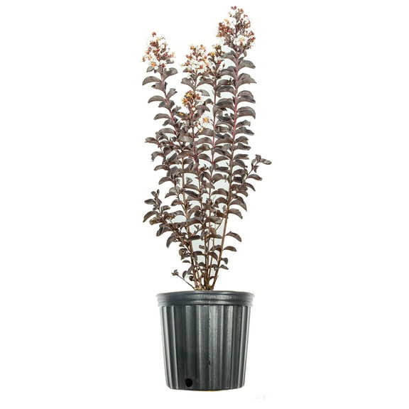 3 Gal. Black Diamond Pure White Crape Myrtle - Unique Foliage, Bright White Blooms