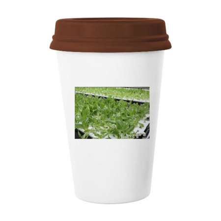 

Waterless Cultivated Vegetables Mug Coffee Drinking Glass Pottery Cerac Cup Lid