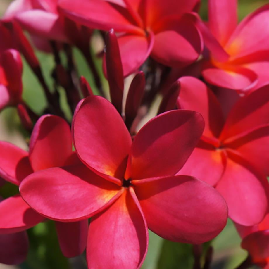 Hawaiian Rare Mixed Plumeria Frangipani Plant Planta Cuttings Red 10