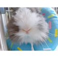 thumbnail image 4 of Pet Protective Recovery Collar | Adjustable After Surgery Cone for Cats Blue, 4 of 4
