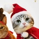 thumbnail image 2 of Sombrero Navideño de Halloween para Mascota, Disfraz para , Perro, , Bufanda, Regalo de Año , Papá , Invierno, Halloween, Suministros para Perros y Gatos., 2 of 6