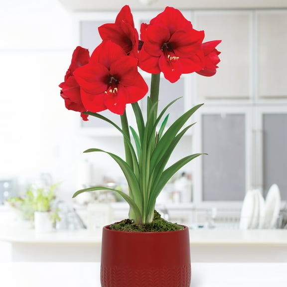 Van Zyverden Pre-Planted Amaryllis Red Lion with Red Cache Ceramic Planter and 1 Bulb Multicolor Part Sun