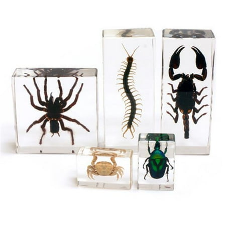 Ed Speldy East BFK1202 Biology for Kids - All About Arthropod