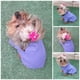 thumbnail image 2 of Sudadera para perro o gato Mi Baúl Lila Talla 0, 2 of 4