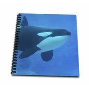 3dRose orca killer whale underwater blue - Mini Notepad, 4 by 4-inch