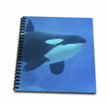 3dRose orca killer whale underwater blue - Mini Notepad, 4 by 4-inch