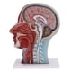 thumbnail image 5 of 1: 1 Cabeza Y Cuello Músculos Superficiales Nervios Medicina Anatómica s de Modelos s Sección Suministros de Aprendizaje perfke Estatua de cuello de cabeza humana, 5 of 5