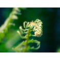 thumbnail image 3 of Plank, Savanah 24x19 Black Modern Framed Museum Art Print Titled - Garden Fern, 3 of 5