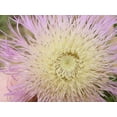 thumbnail image 3 of 25 AMERICAN ROSE (Centaurea Aloha / American Starflower / American Basket Flower / America Starthistle) Centaurea Americana Flower Seeds, 3 of 8