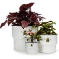thumbnail image 3 of Abbott Collection 27-BUMBLE-664-LG Large Rimmed Planter with Solo Bee, White, 3 of 5