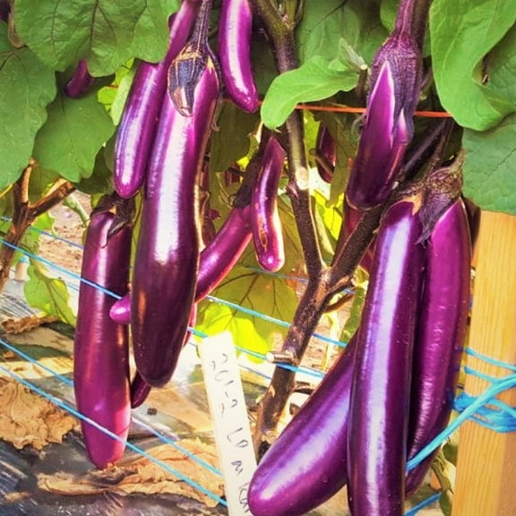 TomorrowSeeds - Purple Shine Chinese Eggplant Seeds - 200  Count - For 2026 Planting Long Asian
