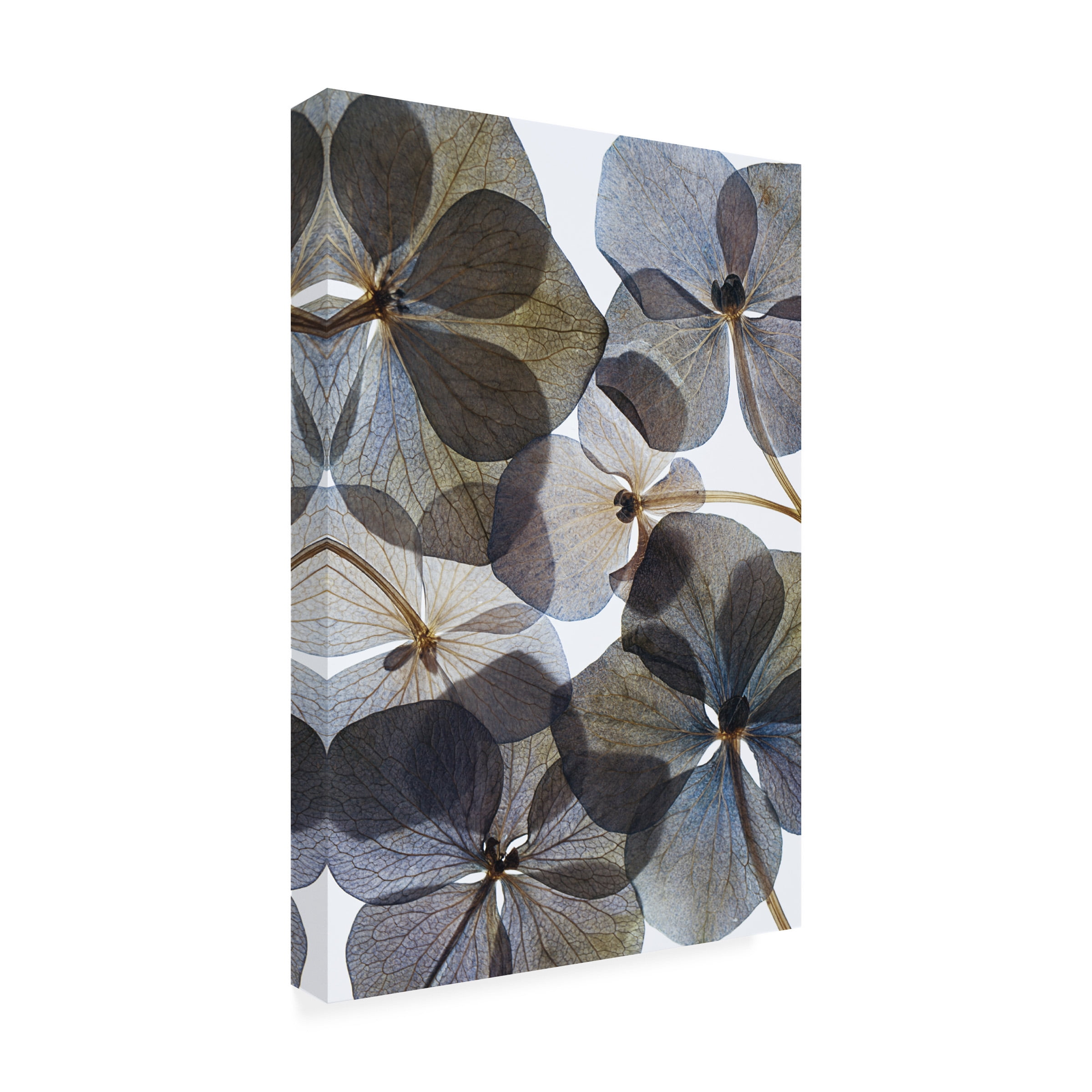 Lenka 'Botanical 21' Canvas Art