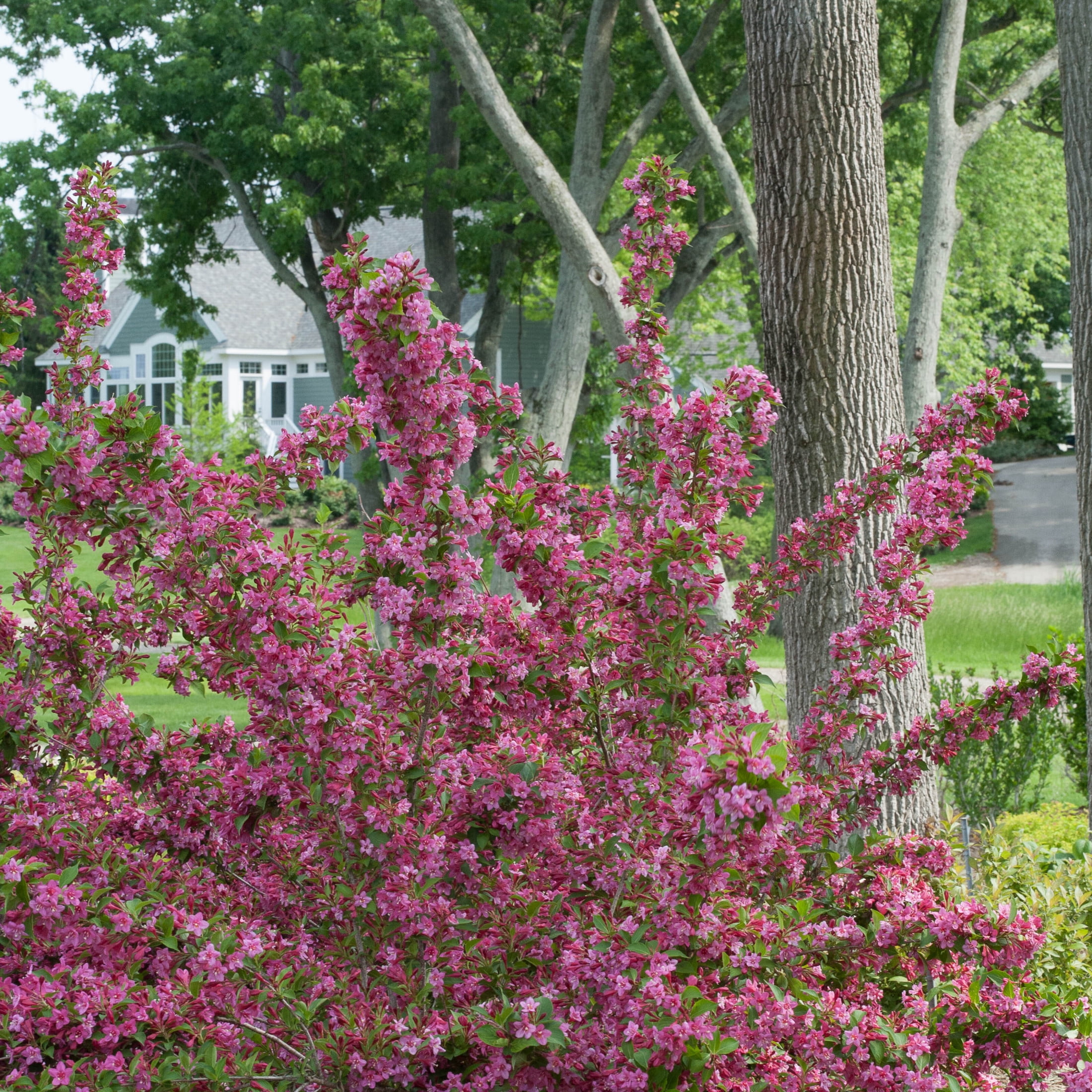 Proven Winners ColorChoice 6" Sonic Bloom Pink Reblooming Weigela Live Plant in 7.5" Pot