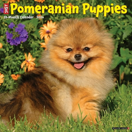 Pomeranian Puppies 2026 Wall Calendar
