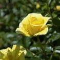 thumbnail image 4 of True Bloom by Altman Plants 'True Friendship' PP28929 Yellow Rose Bush Roses, 8qt. Pot, Full Sun, 4 of 11