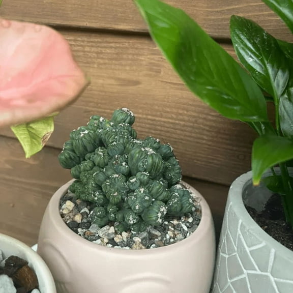 Ming Thing Cactus, Cereus Forbesii Monstrose, Rare Cactus, Small Cactus in 3.5" pot