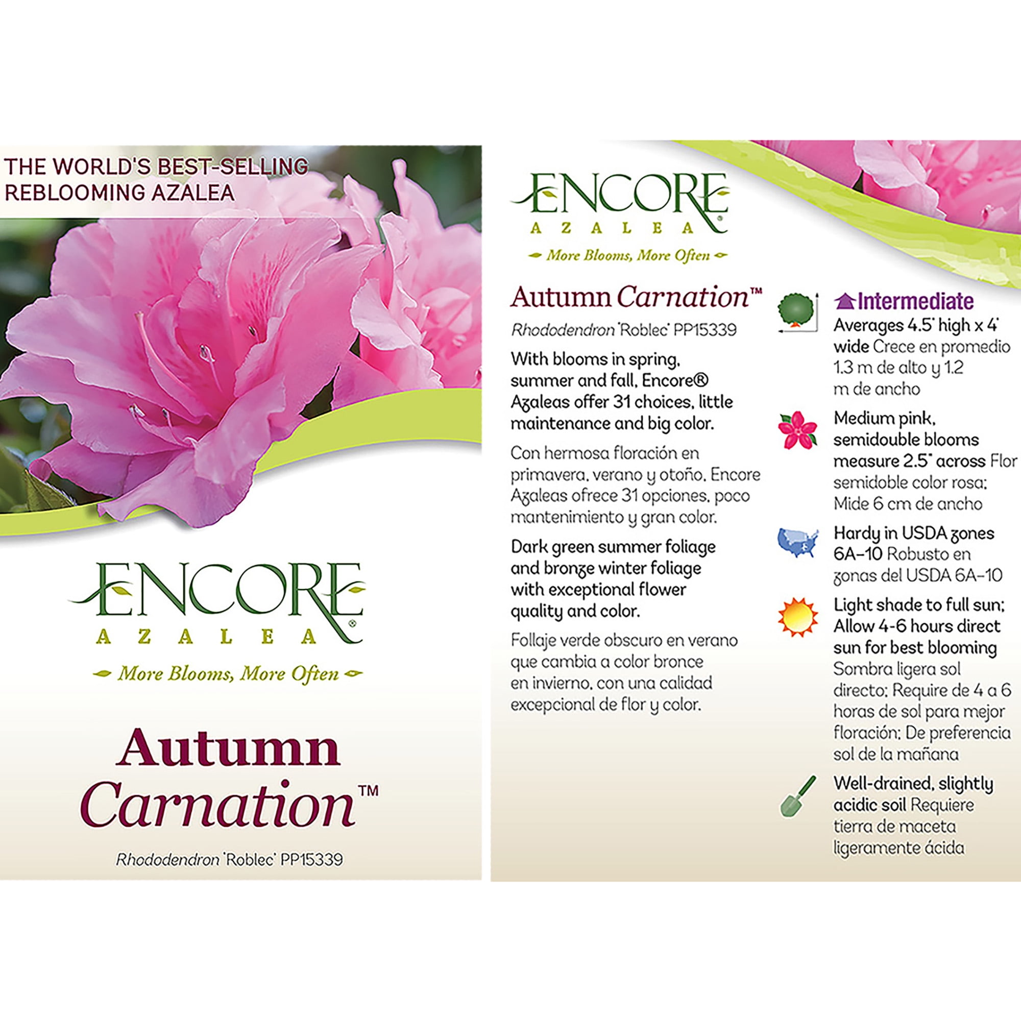 Encore Azalea Autumn Carnation Live Shrub 