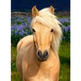 thumbnail image 1 of Peinture Diamant 5D DIY Cheval Full Drill, 1 of 3