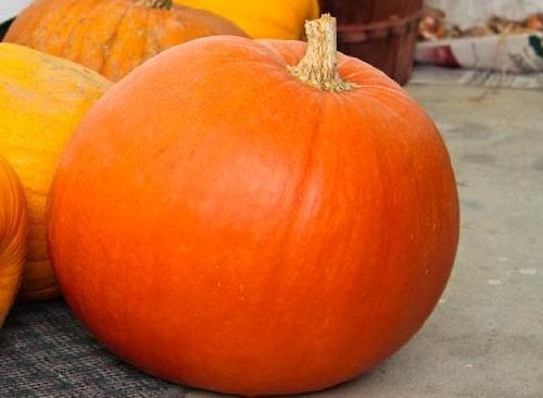 Pumpkin BIG MAX Great Heirloom Vegetable 100 Seeds - Walmart.com