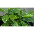 thumbnail image 3 of Croton Gold Dust- 5 Live Plants in 4 Inch Pots - Codiaeum Variegatum 'Gold Dust' - Beautiful Easy Care Indoor Houseplant, 3 of 5